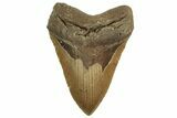 Fossil Megalodon Tooth - North Carolina #219938-1